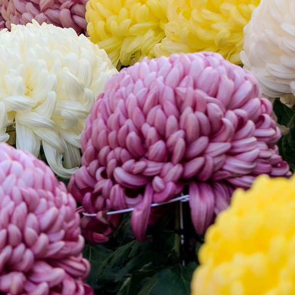 Pot Chrysanthemum – Cosmo Purple Pot Chrysanthemum – Cosmo Purple