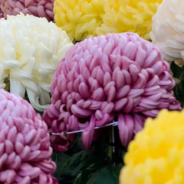 Pot Chrysanthemum – Cosmo Purple Pot Chrysanthemum – Cosmo Purple