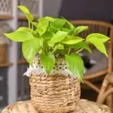 Pothos Goldilocks P10potgol - Garden Express Australia