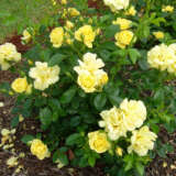 Rose Flower Carpet Gold (pbr) Rose Flower Carpet Gold (pbr)