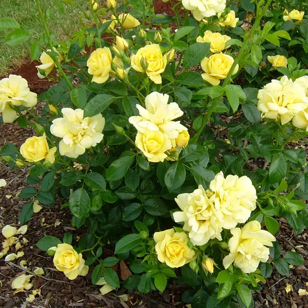 Rose Flower Carpet Gold (pbr) Rose Flower Carpet Gold (pbr)