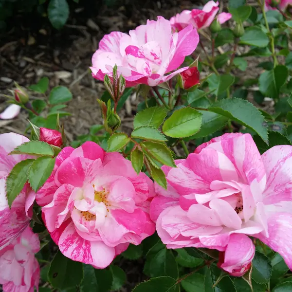 Rose Flower Carpet Pink Splash (pbr) Rose Flower Carpet Pink Splash (pbr)