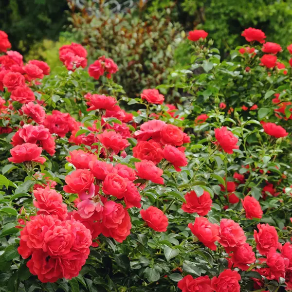 Rose Flower Carpet Scarlet (pbr) Rose Flower Carpet Scarlet (pbr)