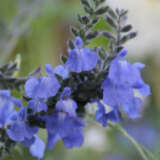 Salvia Azurea P68salazu - Garden Express Australia