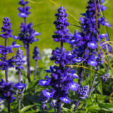 Salvia Victoria Blue P68salvbl - Garden Express Australia
