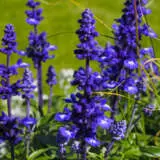 Salvia Victoria Blue P68salvbl - Garden Express Australia