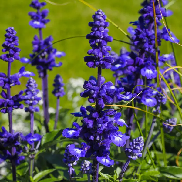 Salvia Victoria Blue Salvia Victoria Blue
