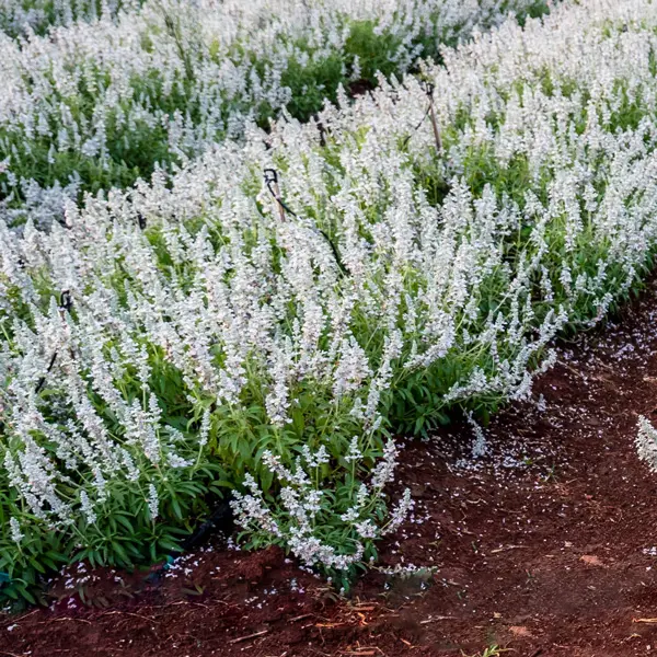 Salvia Victoria White Salvia Victoria White