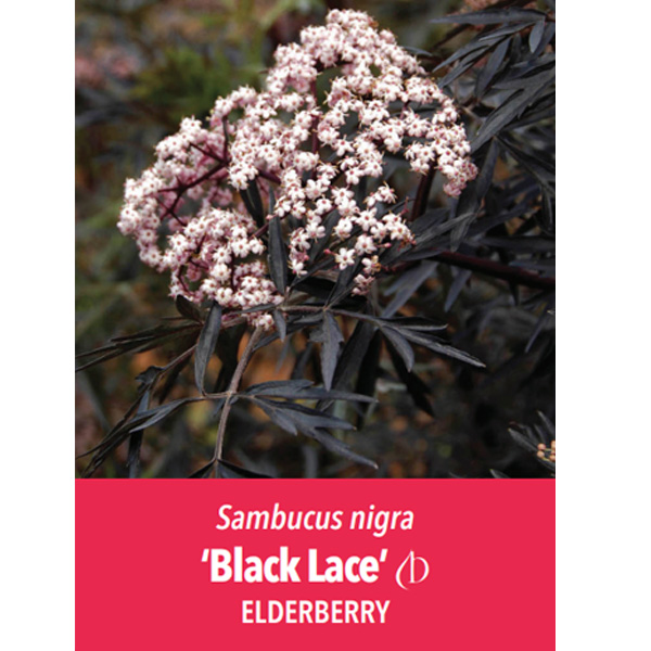 Sambucus Elderberry Black Lace (pbr) Sambucus Elderberry Black Lace (pbr)