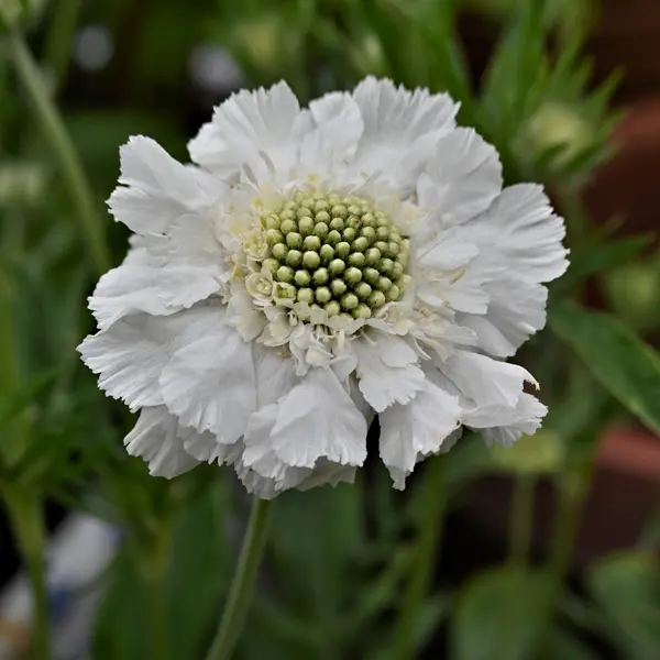 Scabiosa Alba Scabiosa Alba