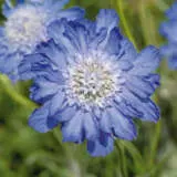 Scabiosa Deep Blue P68scadbl - Garden Express Australia