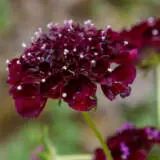 Scabiosa Midnight P68scamid - Garden Express Australia