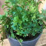 Selaginella Blue Club Moss P13selbcm - Garden Express Australia