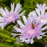 Stokesia Mauve Skyrocket Stokesia Mauve Skyrocket