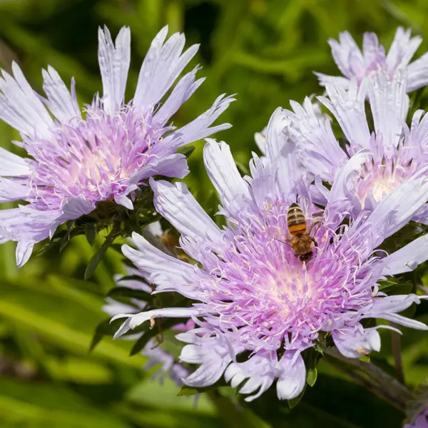 Stokesia Mauve Skyrocket Stokesia Mauve Skyrocket