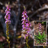 Stylidium Raptor Pink P68styrpi - Garden Express Australia