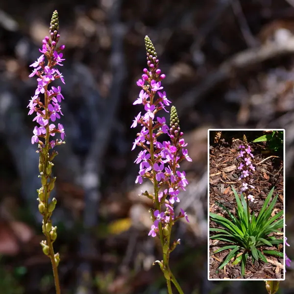 Stylidium Raptor Pink Stylidium Raptor Pink