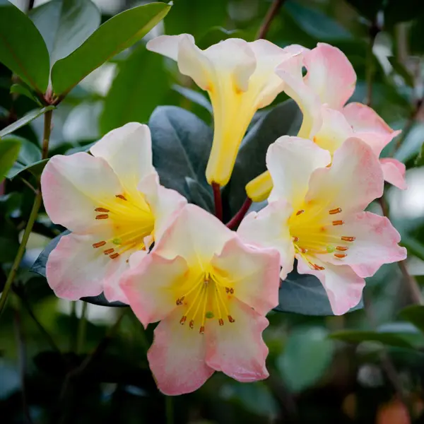 Vireya Rhododendron Cara Mia Vireya Rhododendron Cara Mia