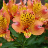 Alstroemeria Orange Pkalsora - Garden Express Australia