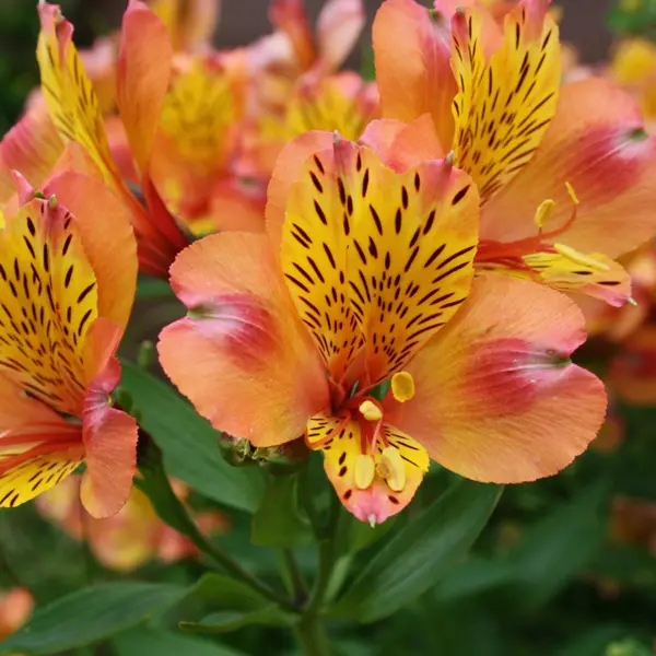 Alstroemeria Orange Value Pack