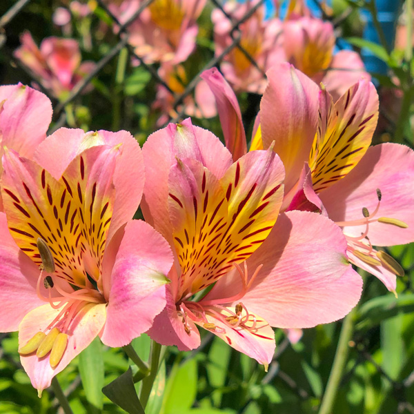 Alstroemeria Pink Alstroemeria Pink