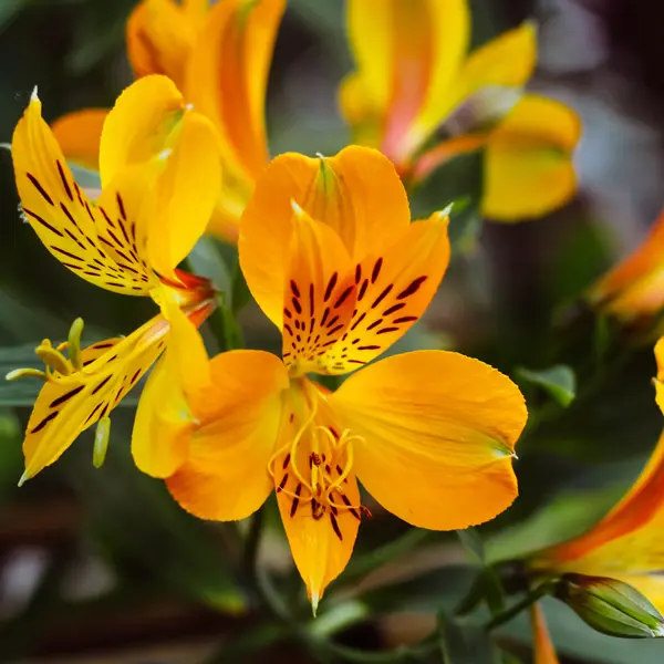 Alstroemeria Yellow Alstroemeria Yellow