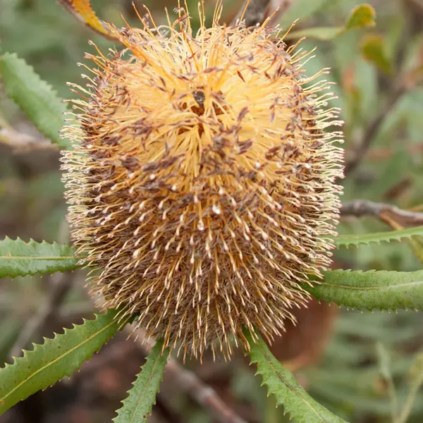Banksia Ornata- Desert Banksia Banksia Ornata- Desert Banksia