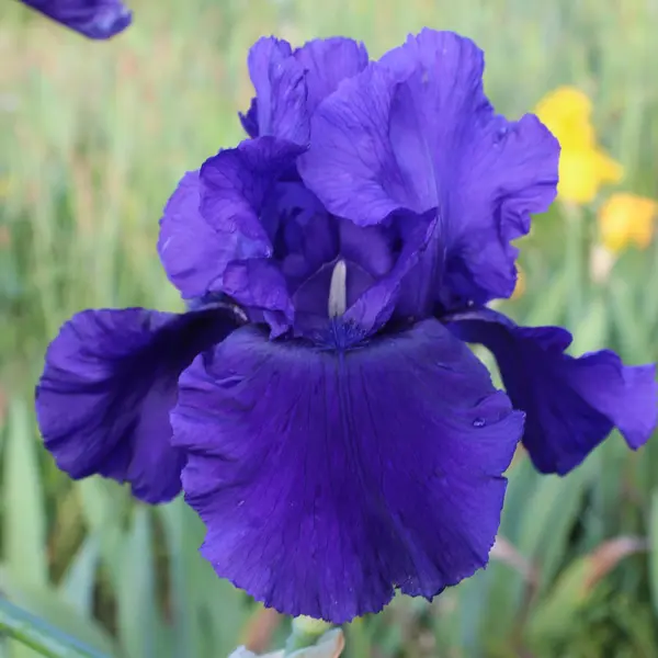 Bearded Iris Majesty Bearded Iris Majesty