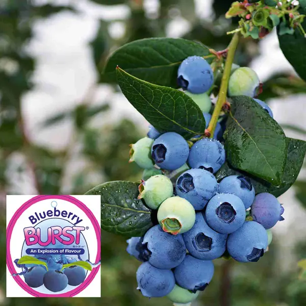 Blueberry Burst (pbr) Blueberry Burst (pbr)