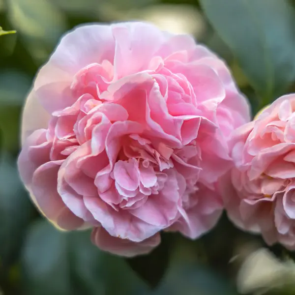 Camellia Debutante
