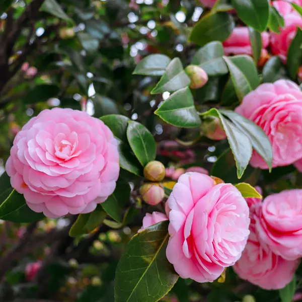 Camellia Eg Waterhouse Camellia Eg Waterhouse