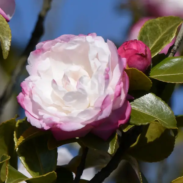Camellia Pure Silk Camellia Pure Silk