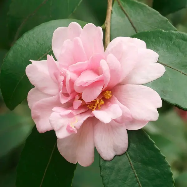 Camellia Rosette Camellia Rosette