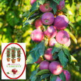 Columnar Apple Cumulus (Pbr) Columnar Apple Cumulus (Pbr)