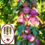 Columnar Apple Cumulus 1 P18capcum - Garden Express Australia