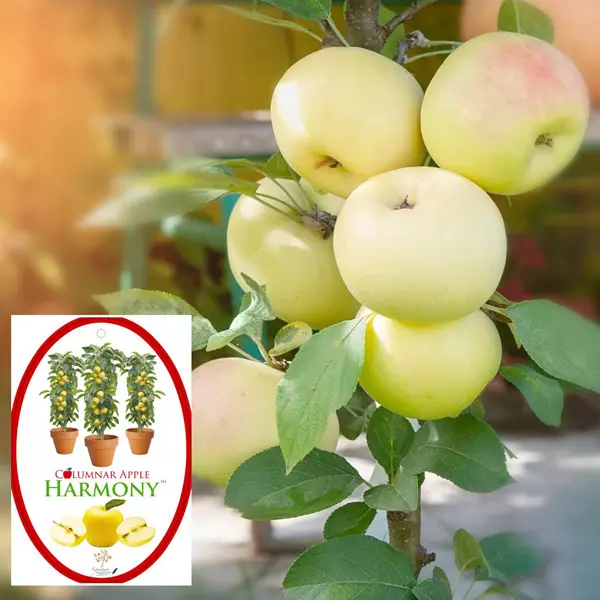 Columnar Apple Harmony Columnar Apple Harmony