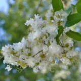 Crepe Myrtle Natchez Lpocmynat - Garden Express Australia