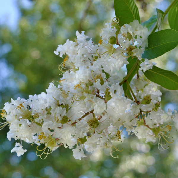 Crepe Myrtle Natchez 50mm Crepe Myrtle Natchez 50mm