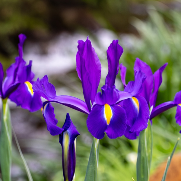 Dutch Iris Discovery Purple Dutch Iris Discovery Purple