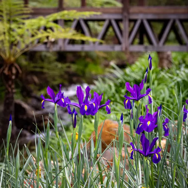 Dutch Iris Discovery Purple Dutch Iris Discovery Purple
