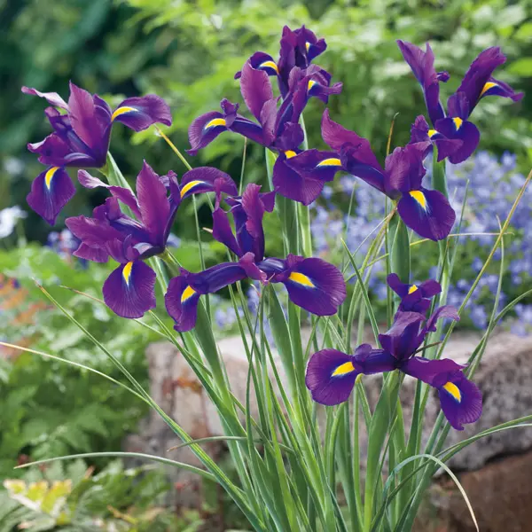 Dutch Iris Collection
