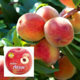 Dwarf Peach Anzac Dwarf Peach Anzac