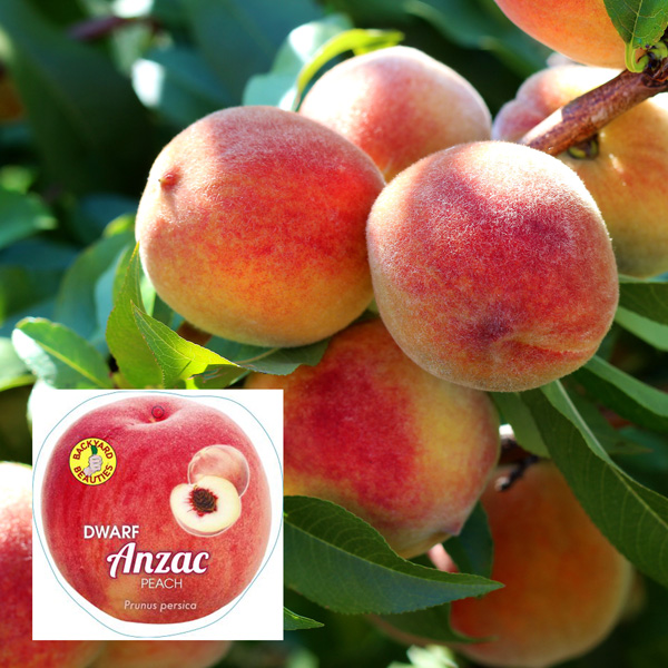Dwarf Peach Anzac Dwarf Peach Anzac