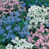 Forget Me Not Mix Seefmnmix - Garden Express Australia