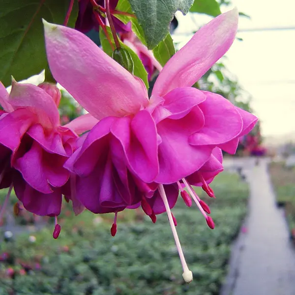 Fuchsia Break Of Day Fuchsia Break Of Day