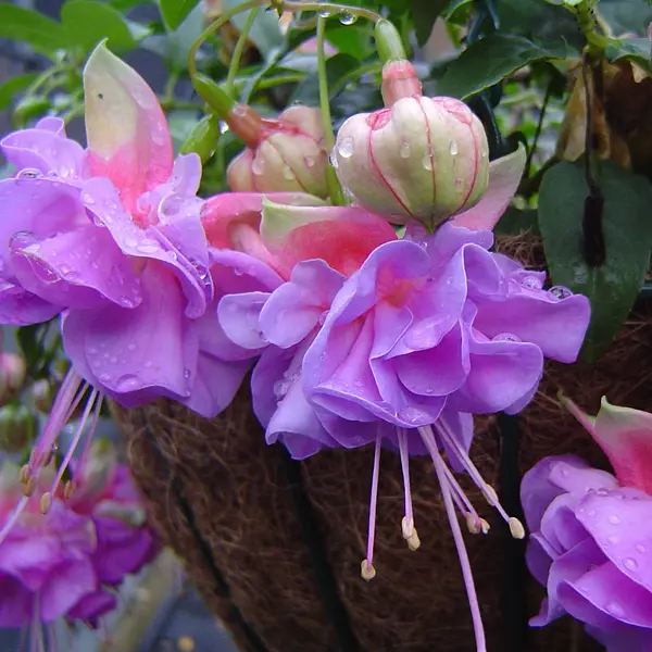 Fuchsia Cecile Fuchsia Cecile