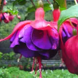 Fuchsia David George P10fucdge - Garden Express Australia