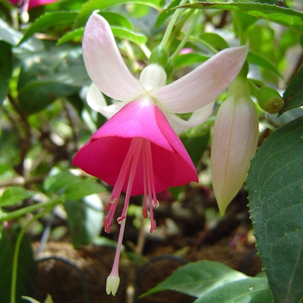 Fuchsia Joy Patmore Fuchsia Joy Patmore