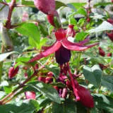 Fuchsia Melanie Louise P10fucmlo - Garden Express Australia