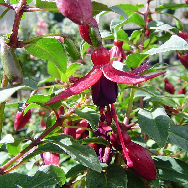Fuchsia Melanie Louise Fuchsia Melanie Louise